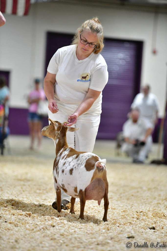 CH Wood Bridge Farm Sally VEEE90